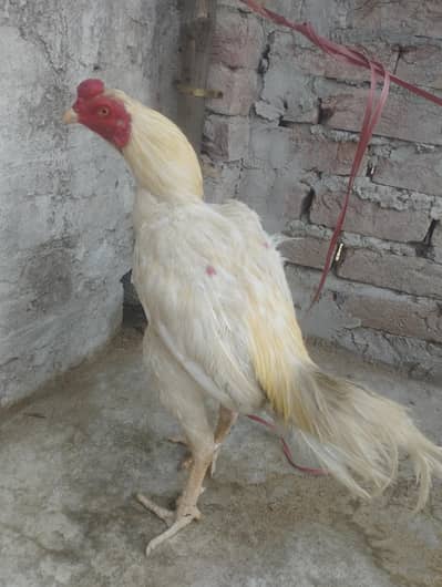 Aseel Patha for sale 0303//8868142