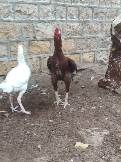 aseel pair