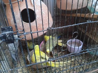 beautiful parrots