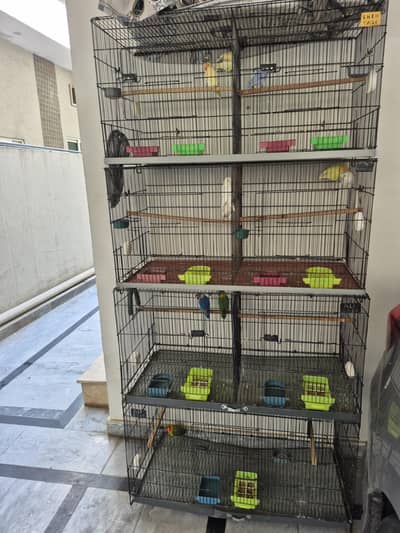 Love Birds Complete Setup