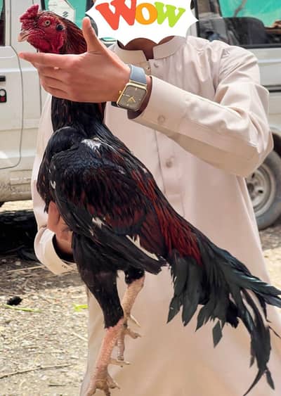 Aseel kahjora