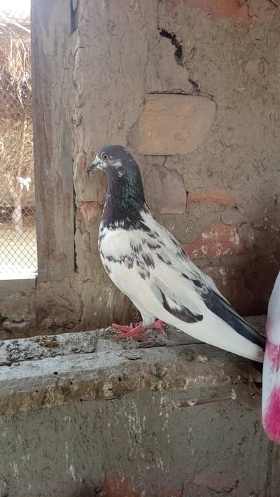 Kalsira