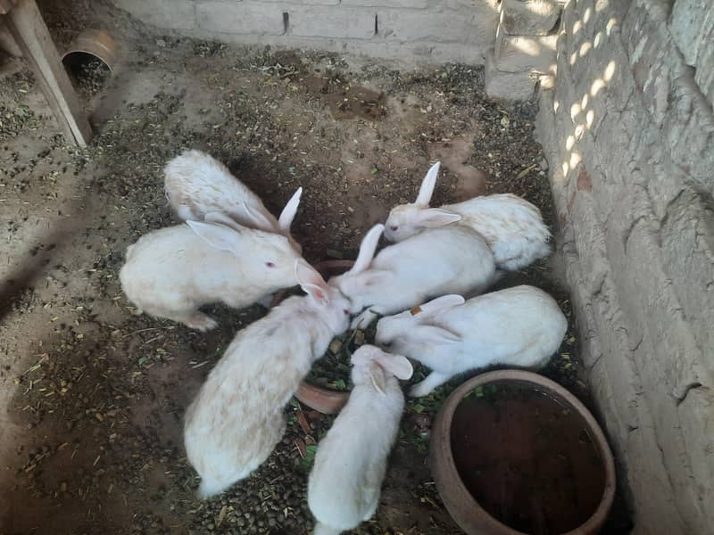 rabbit 1