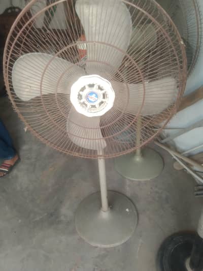 Royal fan