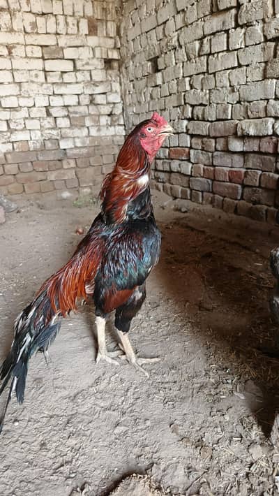 Aseel lasani