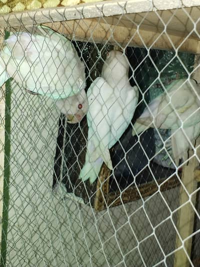 Albino Reds eyes
