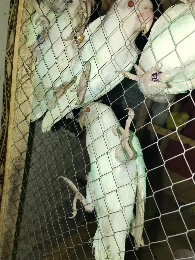 Albino Red eyes — photo 2