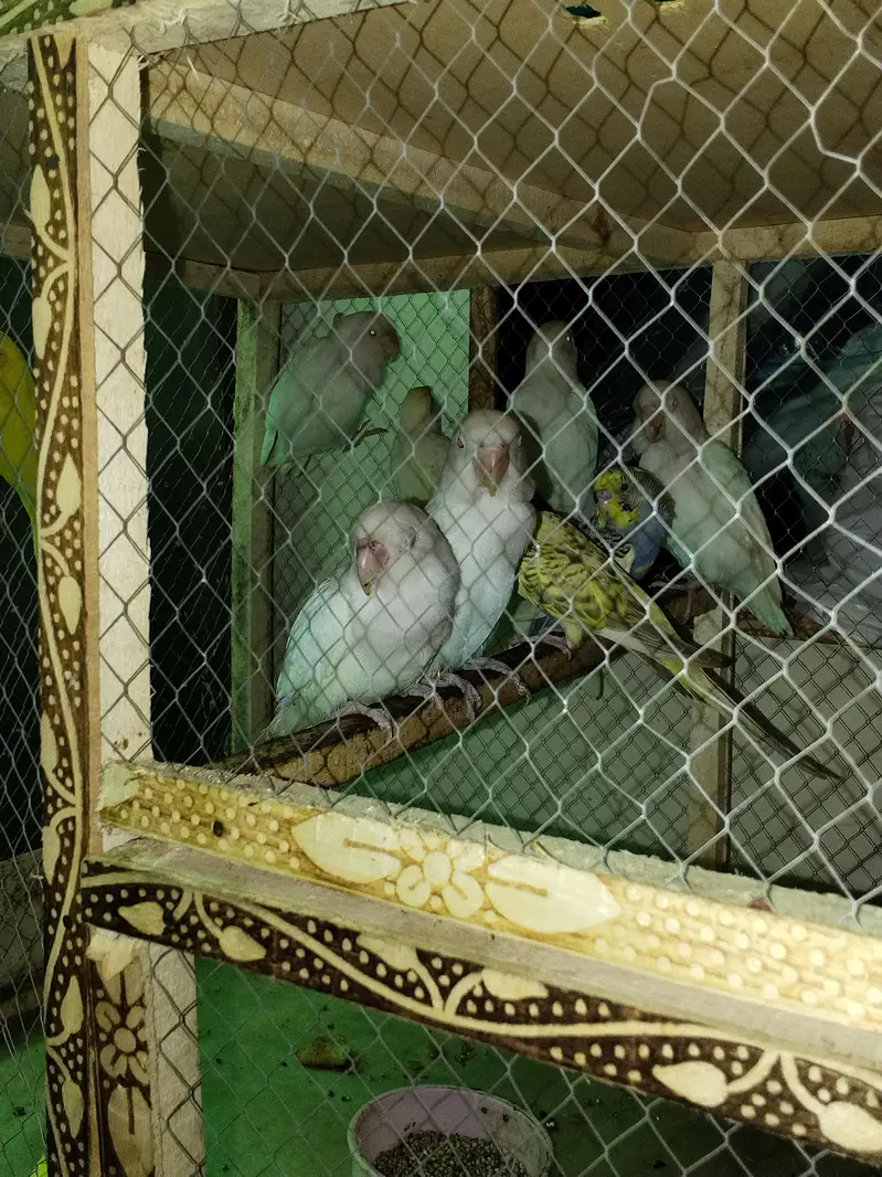 Albino Red eyes — photo 3
