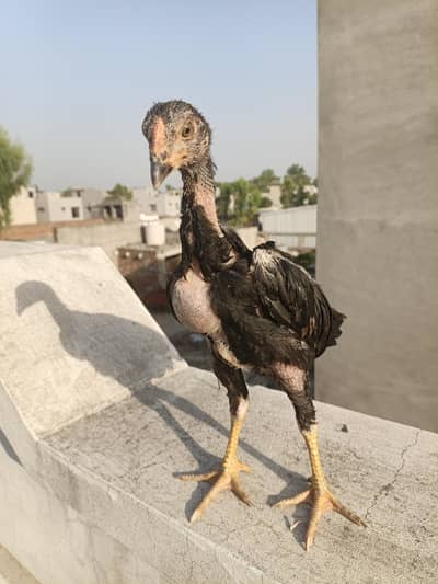 aseel chicks |pakistani aseel | ustad basheer purbana bloodline chicks