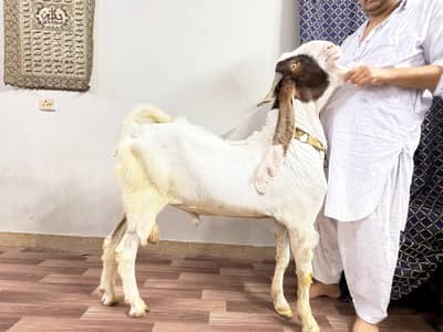 Fresh 2 Dant Ando Puru Gulabi Kapla Breeder