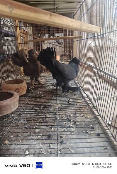 Self Chicks Pair