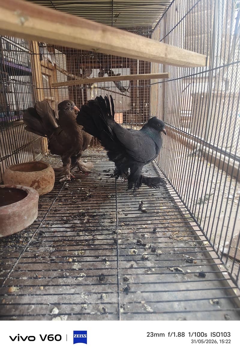 Self Chicks Pair 0