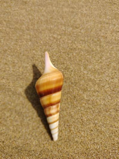 Seashell