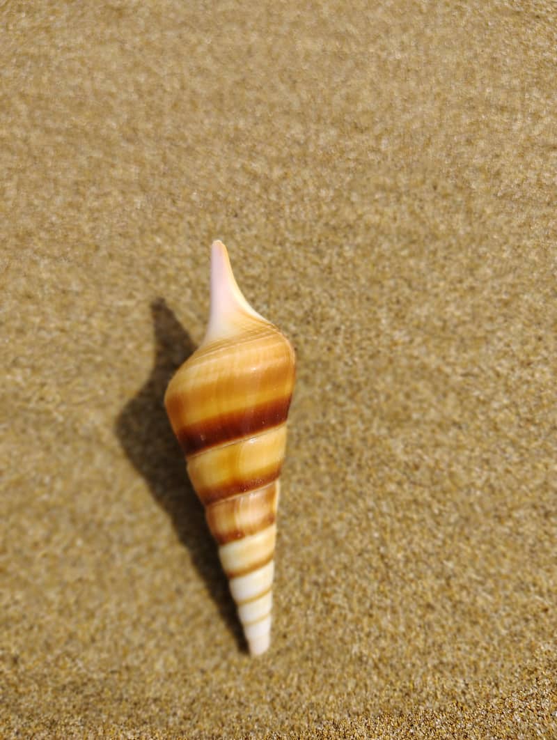 Seashell 0