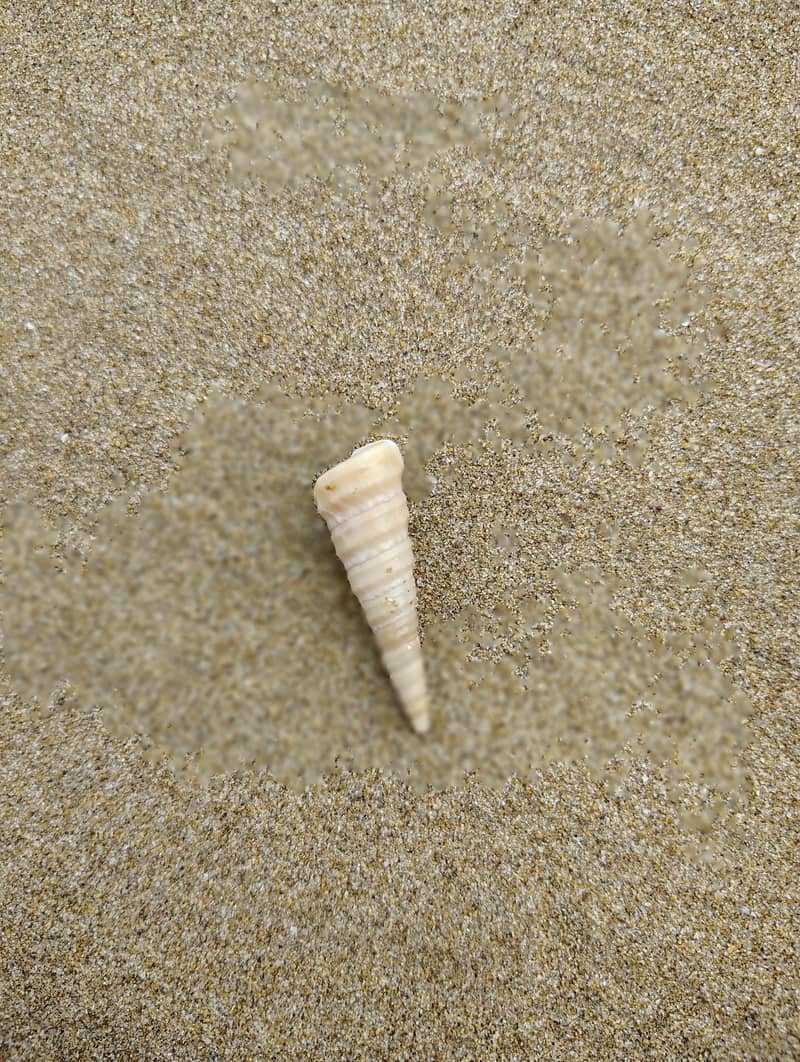 Seashell 1