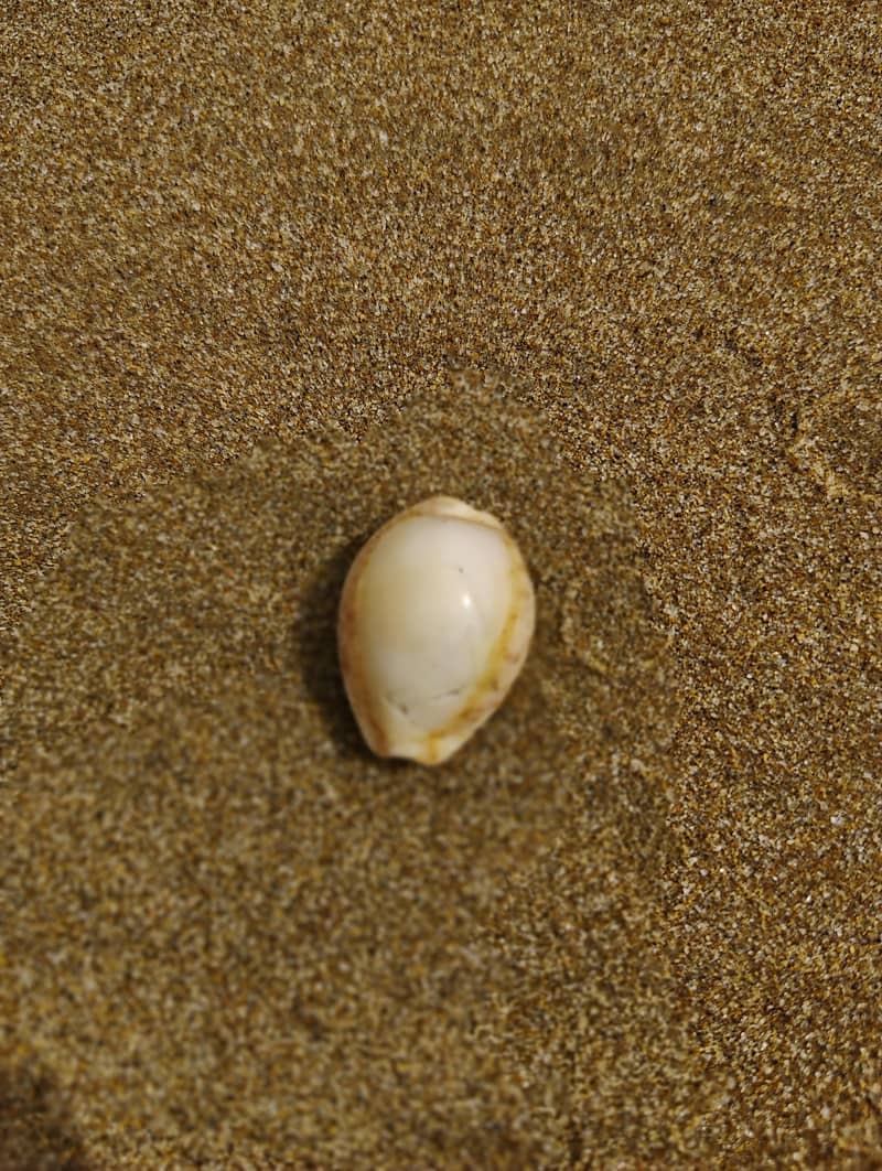 Seashell 2