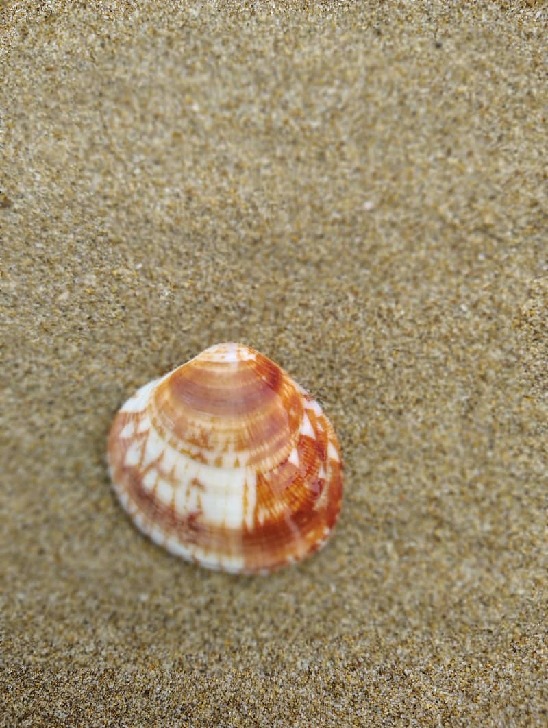 Seashell 3