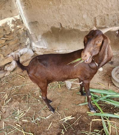 2 female