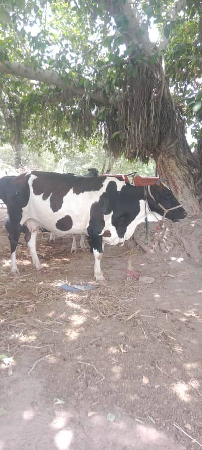 2 cows Astrelian