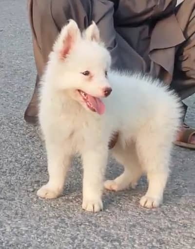 Russian dog for sale   Russian puppy  pink nose Pure Breed Available