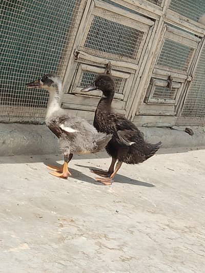 Black and White Duck Chiks