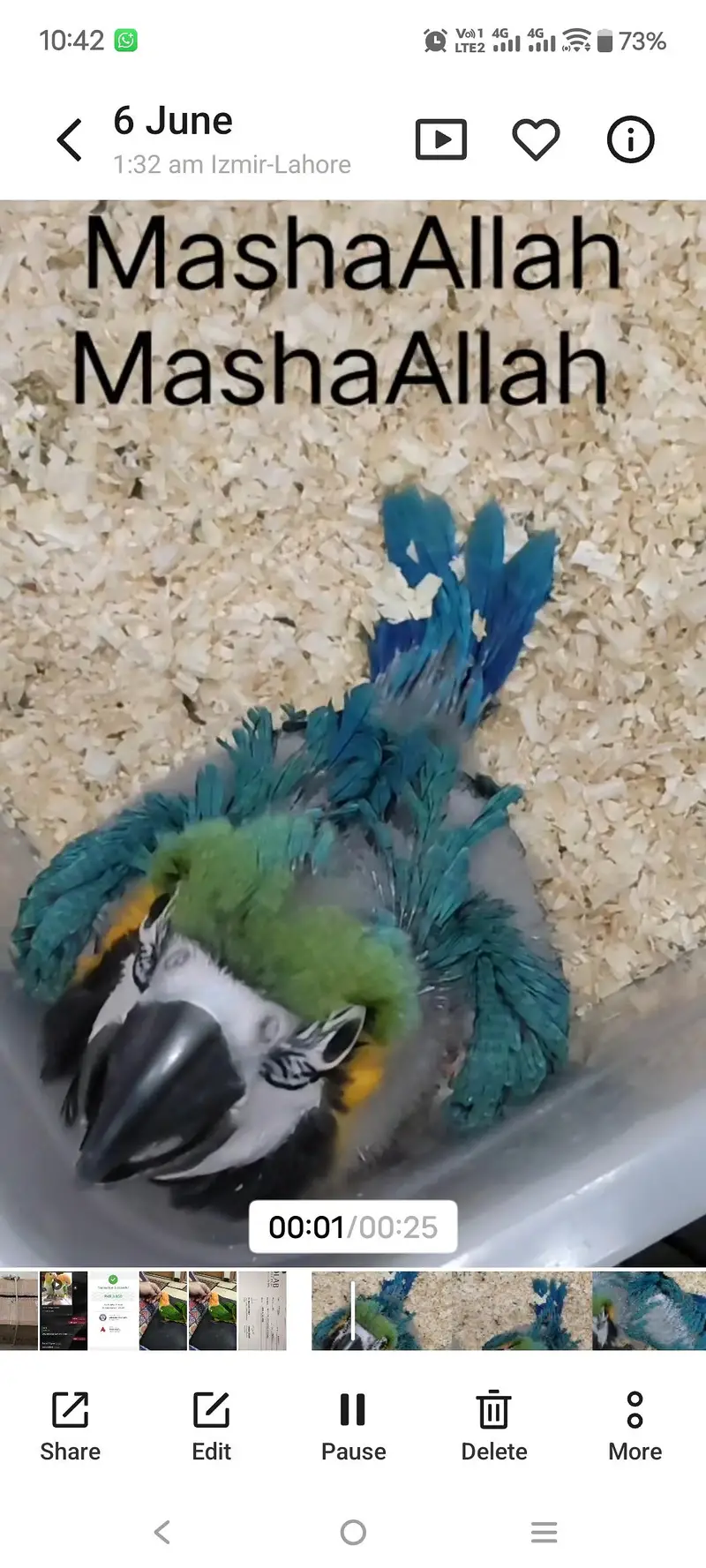 Umbrella n med sulfer cockatoo African grey and Blue Gold macaw chick — photo 8