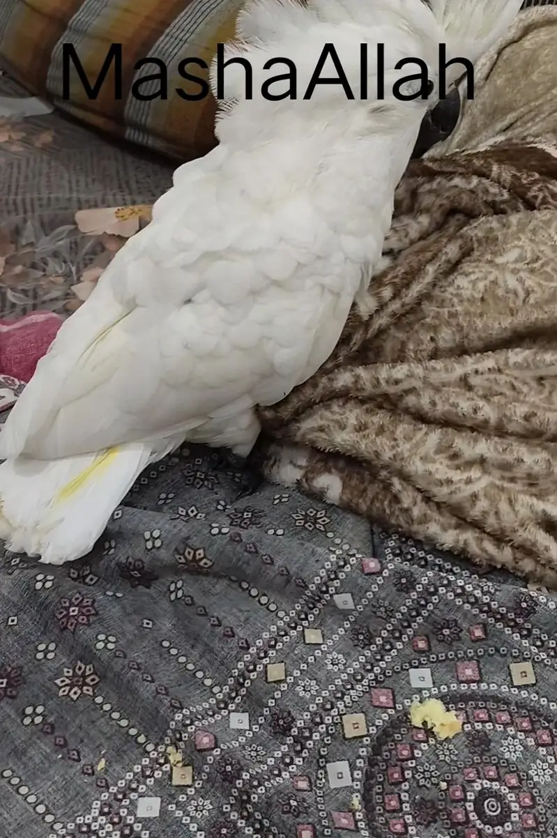 Umbrella n med sulfer cockatoo African grey and Blue Gold macaw chick — photo 4