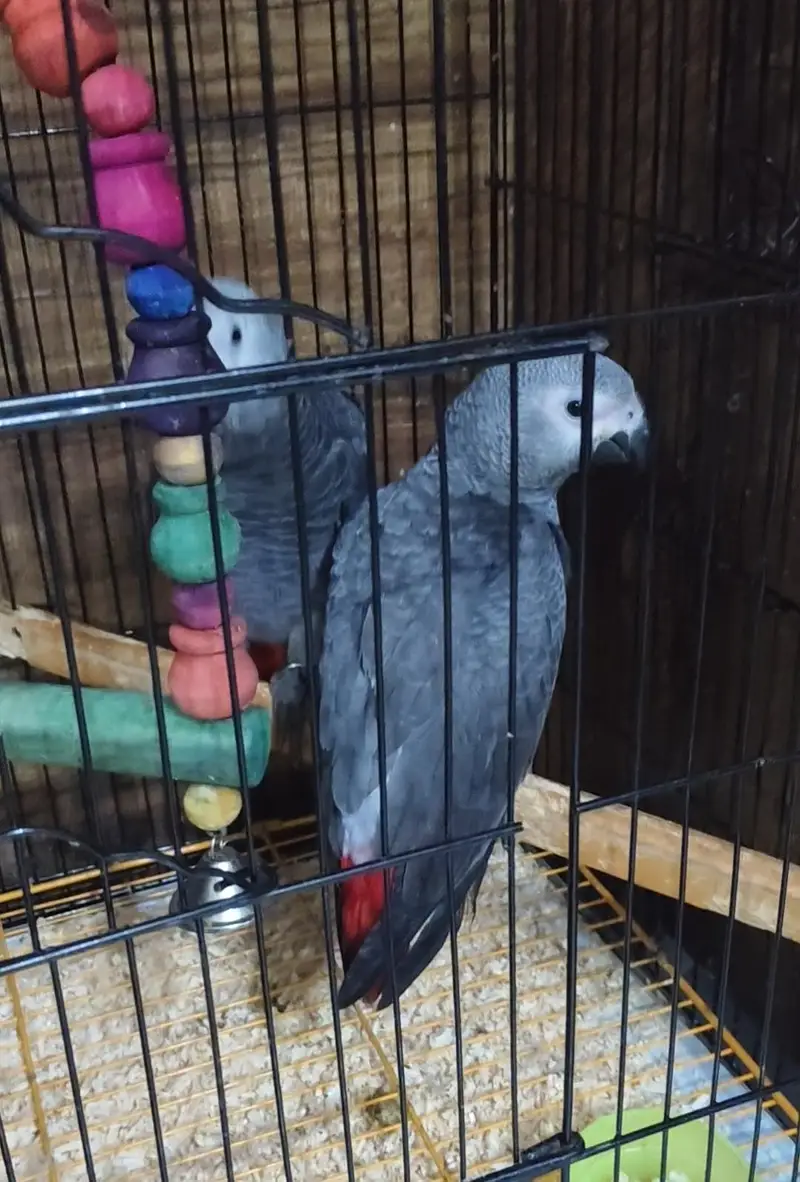 Umbrella n med sulfer cockatoo African grey and Blue Gold macaw chick — photo 6