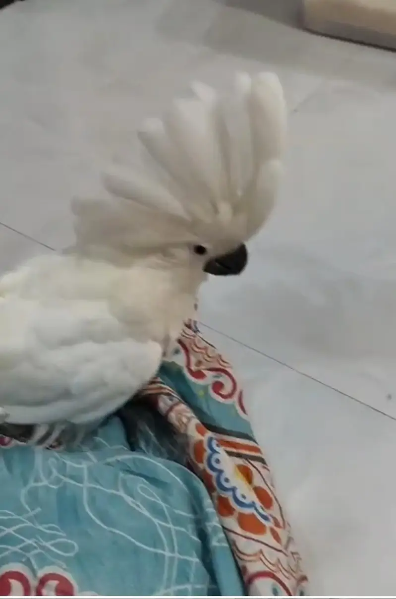 Umbrella n med sulfer cockatoo African grey and Blue Gold macaw chick — photo 5