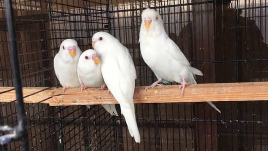 Albino Budgie,White Budgies