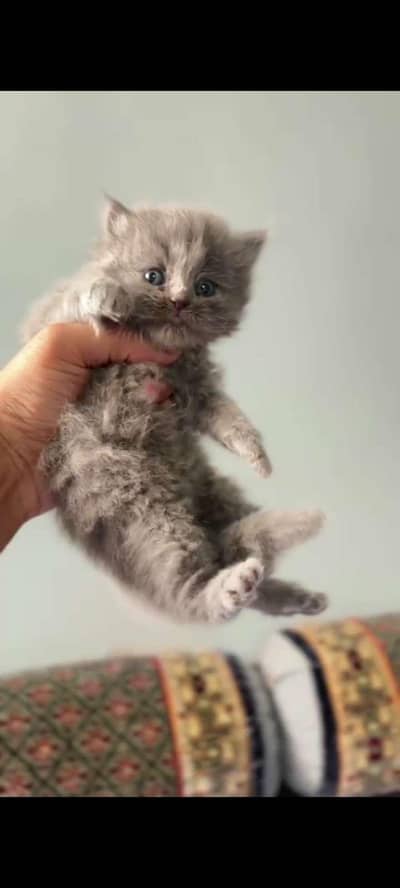 gray kitten