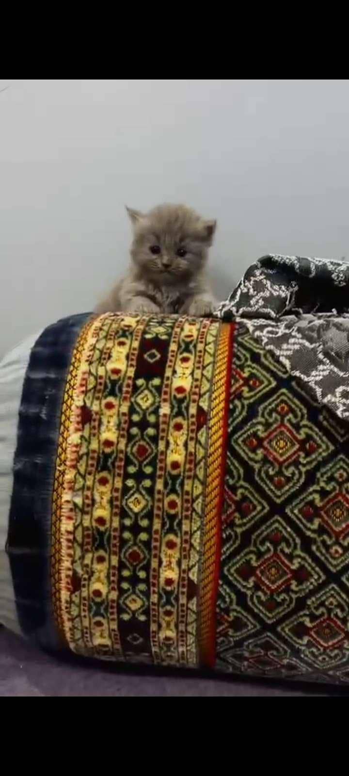 gray kitten 1
