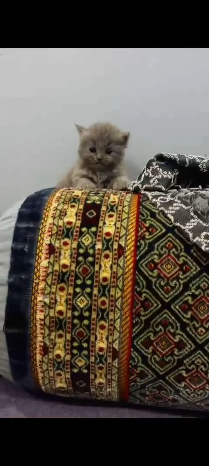 gray kitten — photo 2