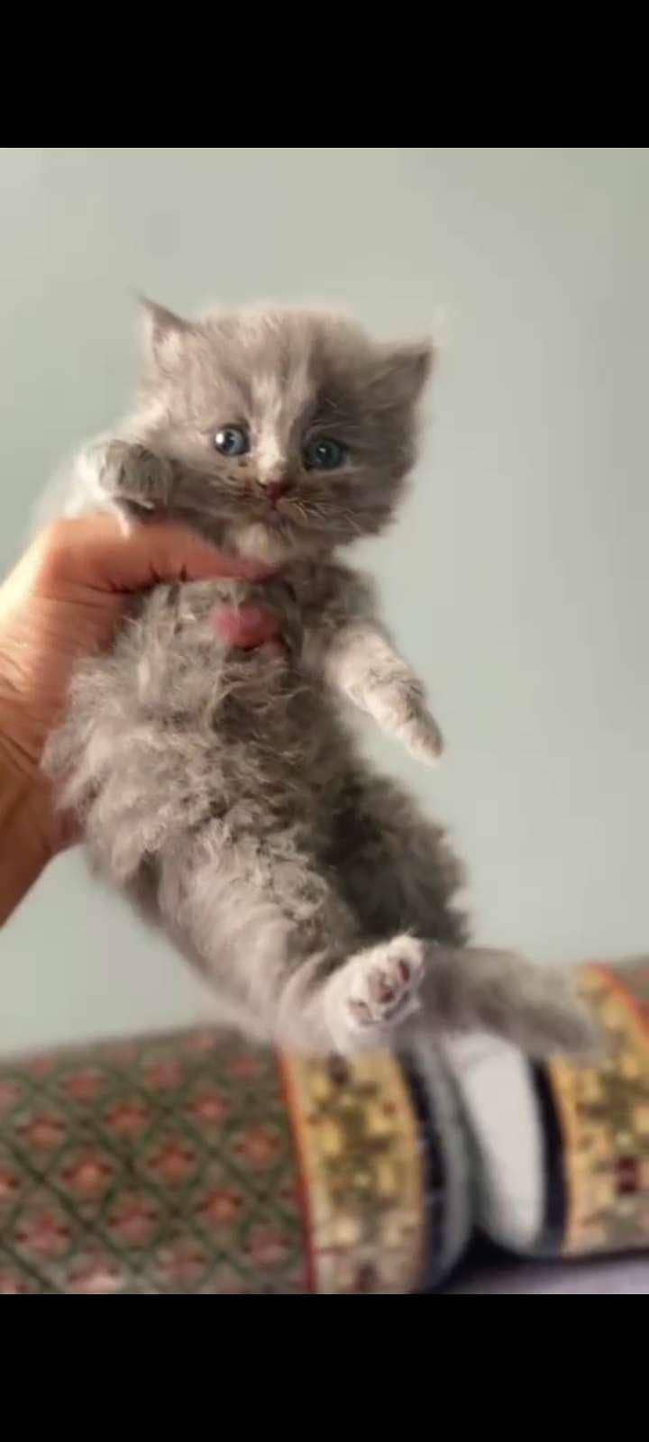gray kitten 2