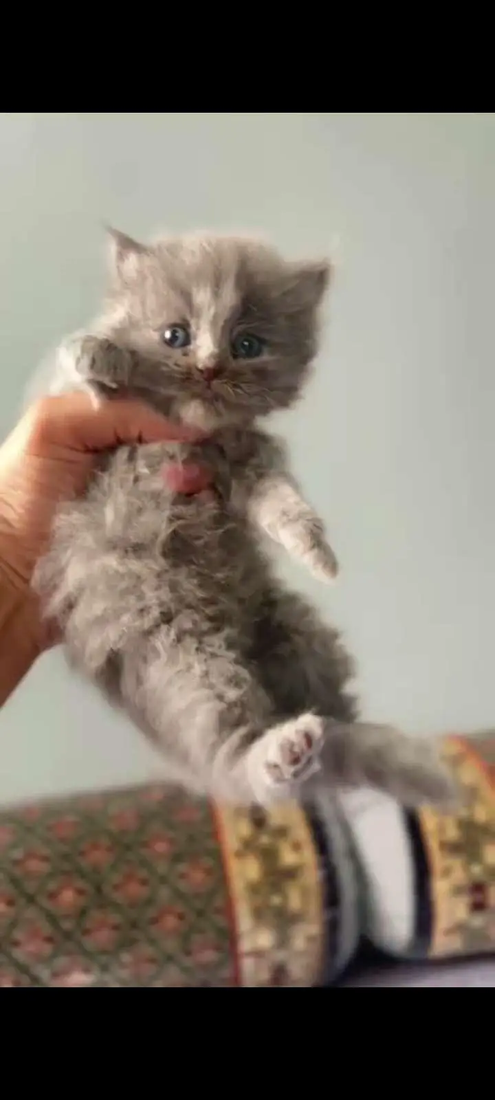 gray kitten — photo 3