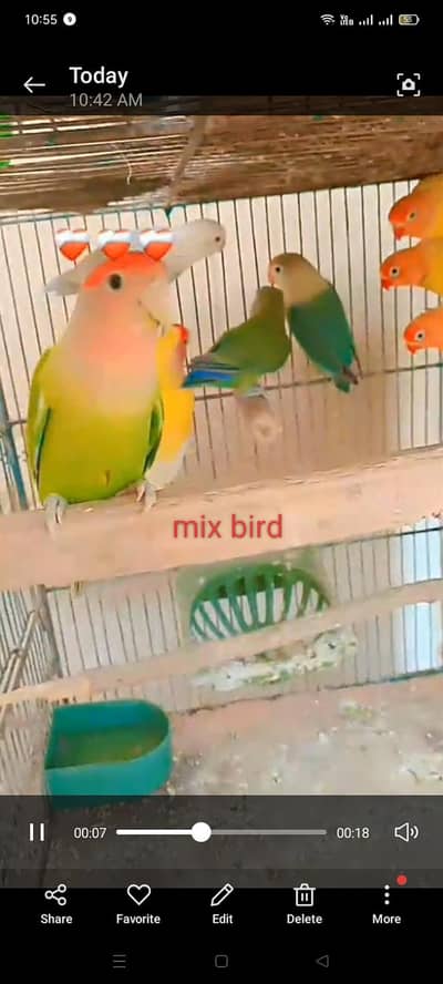 Mix Love Bird for sale pairs also available