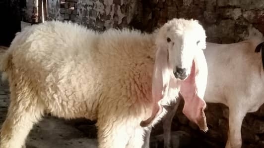 kajli chatri and golden tapri breed Bakra