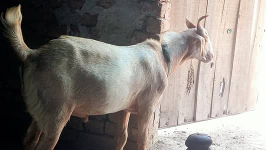 golden tapri breed Bakra