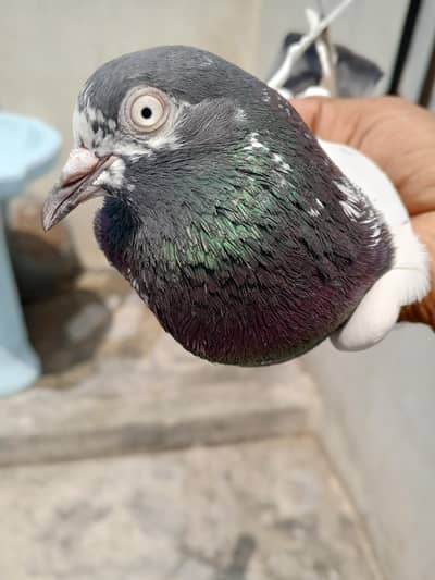taddy pigeons