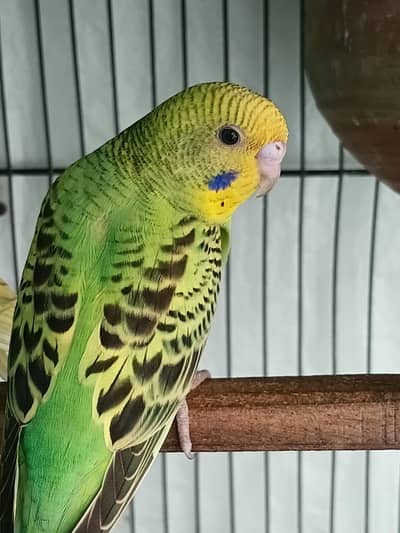 budgies pattha total 8 piece ha per piece 250