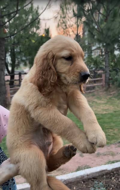 Golden Retriever puppies | Retriever pupps | pedigree or non pedigree
