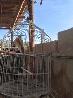 Cages 5