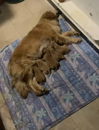 Golden Retriever PUPPY | retriever pupps for sale