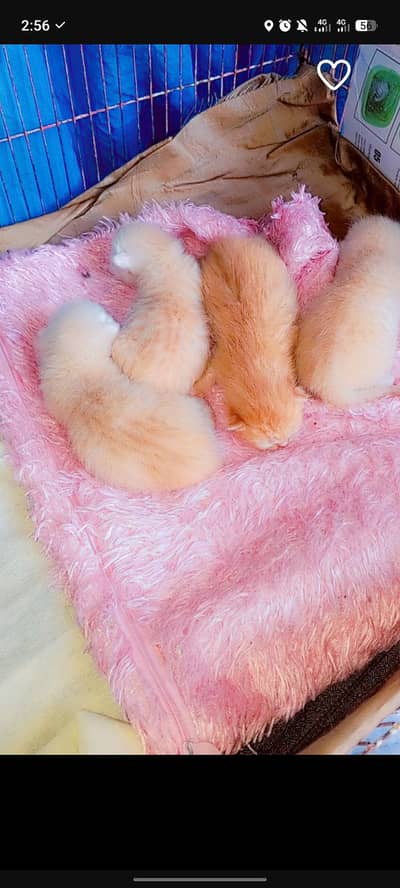 small babies