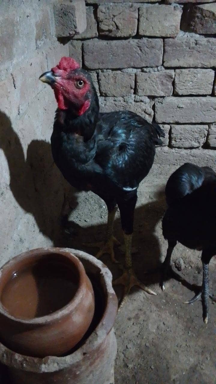 pakoya patha 0