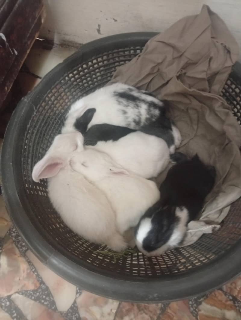 rabbit  0