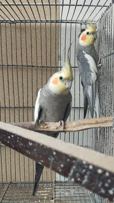 4 Cockatiels with Cauge Family birds for sale- Offer needed