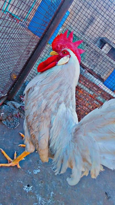 White kubsurat sa murgha for sale