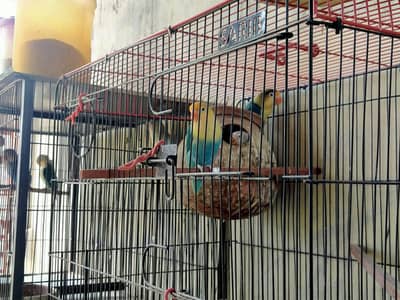 parblue lovebirds, java, visual rainbow budgie, cream red eye budgie.
