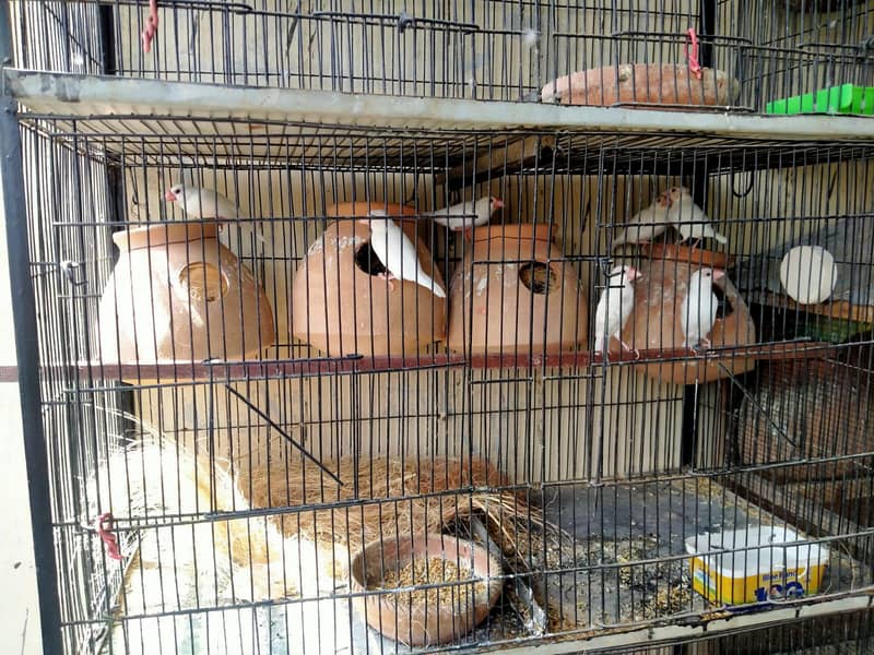 First breed java on reasonable price. 1